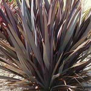 7453-phormium-tenax-purpureum