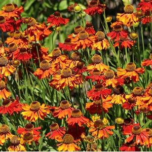 2458-helenium-autumnale-helena-rote-toene