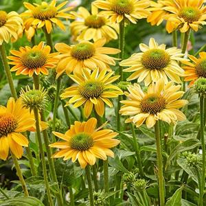 2182-echinacea-mellow-yellows