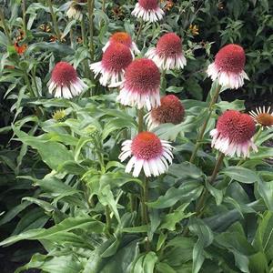 7254-echinacea-strawberry-and-cream