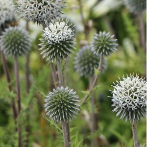 7263-echinops-arctic-glow