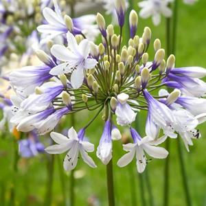 7067-agapanthus-twister