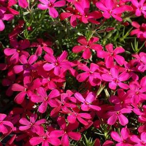 3207-phlox-douglasii-ochsenblut