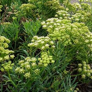 1882-crithmum-maritimum