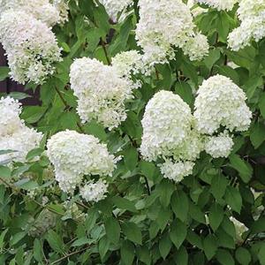 7400-hydrangea-paniculata-grandiflora