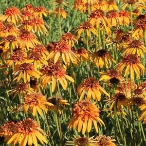 7249-echinacea-marmalade