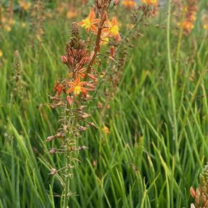 7136-bulbine-frutescens-avera-sunset-orange