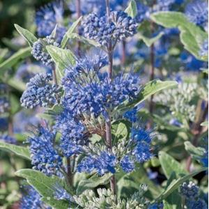 7139-caryopteris-clandonensis-heavenly-blue