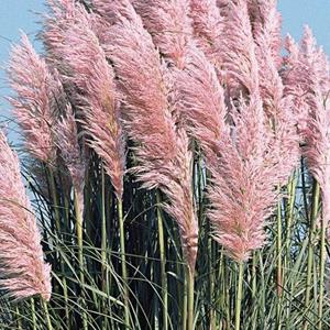 5262-cortaderia-selloana-rosea