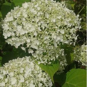 7401-hydrangea-arborescens-annabelle