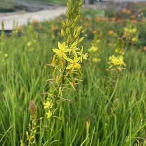 7137-bulbine-frutescens-avera-sunset-yellow