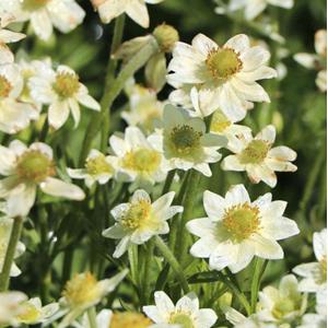 1151-anemone-multifida-annabella-white