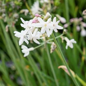 7508-tulbaghia-violacea-alba