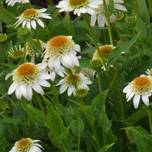 7250-echinacea-milkshake