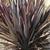 7453-phormium-tenax-purpureum