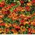 2458-helenium-autumnale-helena-rote-toene