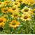 2182-echinacea-mellow-yellows