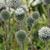 7263-echinops-arctic-glow