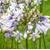 7067-agapanthus-twister