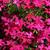 3207-phlox-douglasii-ochsenblut