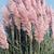 5262-cortaderia-selloana-rosea