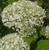 7401-hydrangea-arborescens-annabelle